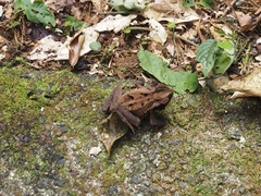 Incilius melanochlorus