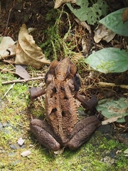 Incilius melanochlorus