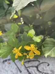 Chelidonium majus