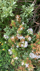 Veronica elliptica
