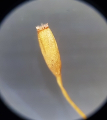 Ptychomitrium polyphyllum