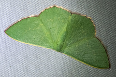 Prasinocyma semicrocea