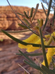 Acacia macdonnellensis