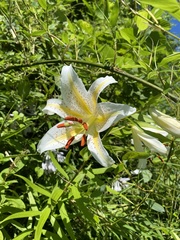 Lilium auratum