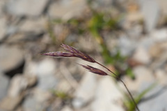 Bromus formosanus