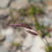 Bromus formosanus - Photo (c) Cheng-Tao Lin, algunos derechos reservados (CC BY-NC), subido por Cheng-Tao Lin