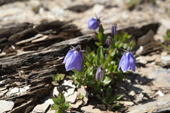 Adenophora morrisonensis