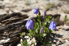 Adenophora morrisonensis