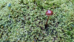 Mycena kuurkacea