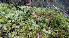 Mycena kuurkacea