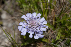 Scabiosa lacerifolia