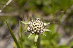 Scabiosa lacerifolia