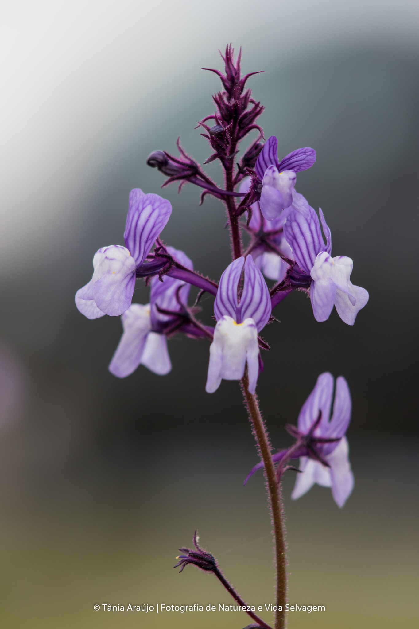 Linaria incarnata