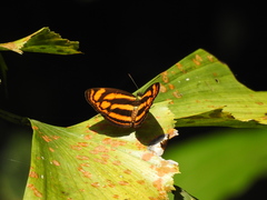 Lasippa tiga siaka
