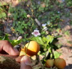 Codonacanthus pauciflorus