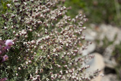 Artemisia kawakamii