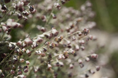 Artemisia kawakamii