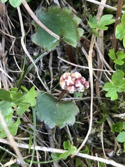 Micranthes porsildiana