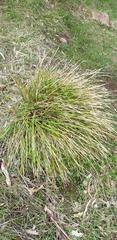 Lomandra densiflora
