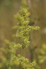 Galium × pomeranicum