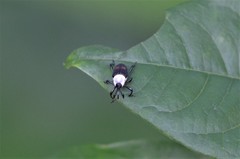 Cercidocerus albicollis