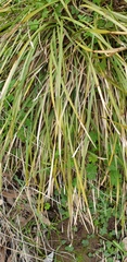 Lomandra densiflora