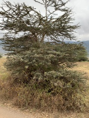 Vachellia xanthophloea