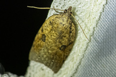 Meritastis