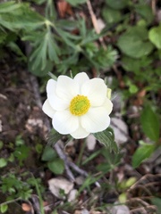 Anemonastrum sibiricum