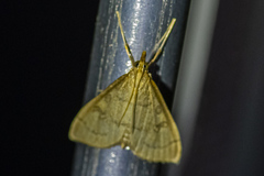 Metasia dicealis