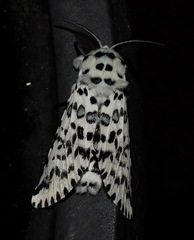 Kamalia australis