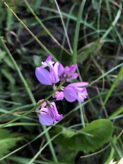 Polygala nicaeensis