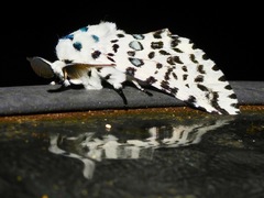 Kamalia australis