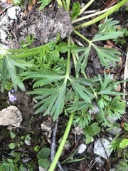 Anemonastrum sibiricum