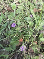 Erodium brachycarpum