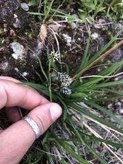 Carex podocarpa