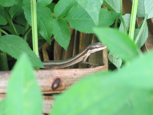 Kuhne's Grass Lizard, Takydromus kuehnei