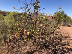 Brachychiton viscidulus