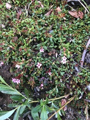 Kalmia procumbens