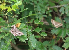 Chiasmia nora