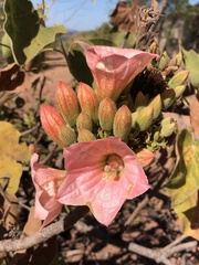 Brachychiton viscidulus