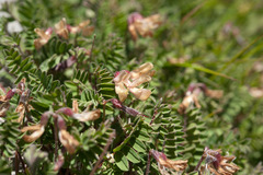 Astragalus nankotaizanensis