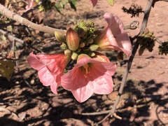 Brachychiton viscidulus