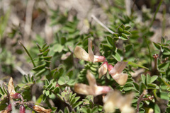 Astragalus nankotaizanensis