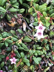 Kalmia procumbens