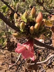Brachychiton viscidulus
