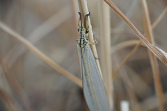 Myrmecaelurus trigrammus