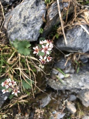 Micranthes nelsoniana