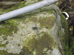 Leptogomphus sauteri formosanus