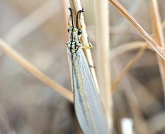 Myrmecaelurus trigrammus
